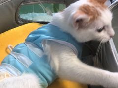 -瑞派福兴宠物医院犬猫全科·骨科·中西医结合(河东店)