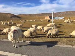 -青海湖国家重点风景名胜区