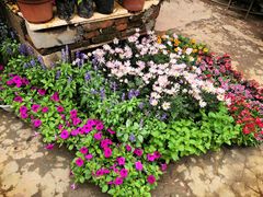 -桂林市花鸟市场