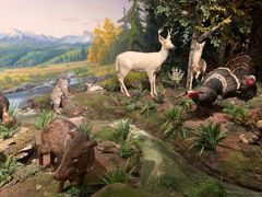 -陕西自然博物馆