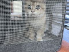 -艾贝尔宠物医院 ·内科全科(梁溪路店)