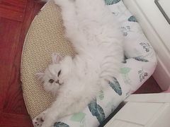 -猫大福·Fortune Cat猫舍(百子湾店)