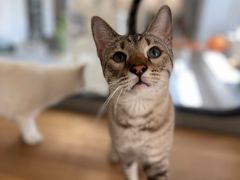 -Cappucimeow猫咪咖啡馆(韦伯时代店)