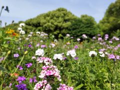 -上海共青森林公园