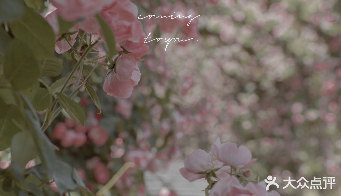 上海花季｜百米月季长廊绽放了，宛如少女的法式梦境