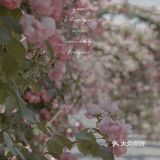 上海花季｜百米月季长廊绽放了，宛如少女的法式梦境