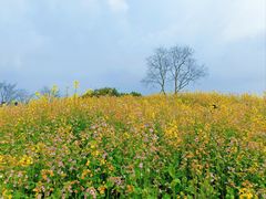 -苏州上方山国家森林公园