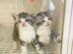 -lincat·猫舍(广州店)