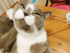 -猫小院猫主题咖啡厅(北锣店)