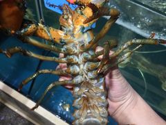 清蒸龙虾-鑫悦楼煎蟹·16年海鲜大排档
