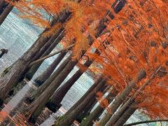 -白鹭湾湿地公园