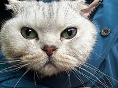 -爱侣宠医·鹦鹉专科·小型哺乳类·异宠专科(灵石路店)