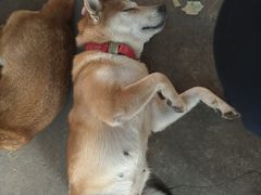 -柴犬高等学院·狗咖·柴犬售卖·宠物训练