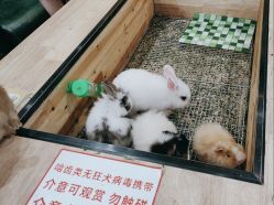 点击看大图 -神奇动物撸宠馆·羊驼·小浣熊·异宠(豫园店)