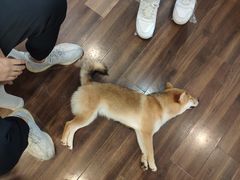 -柯斗斗主题餐厅·狗咖·围炉煮茶·茶饮(国瑞升平里店)