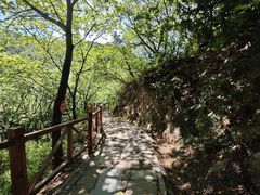 -大岭沟猕猴桃谷风景区