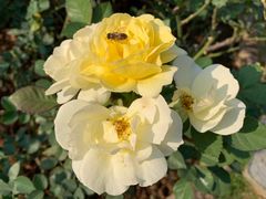 -人民公园(罗湖区)