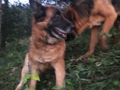 -宠颐生动物医院·心脏科·保险定点(锦阳分院)