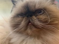-猫小院猫主题咖啡厅(北锣店)
