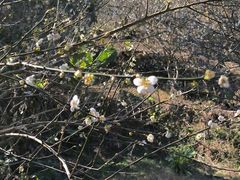 -广州市流溪河国家森林公园