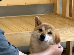 -南京Hallo宠物乐园·哈罗犬舍·柴犬繁育基地