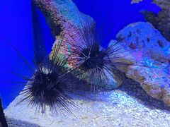 -上海海洋水族馆