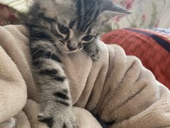 -糯米喵星人总部直营旗舰店·猫舍·幼猫出售