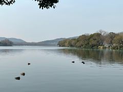 -西湖外事游船(花港观鱼码头)