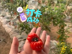 -1982农场