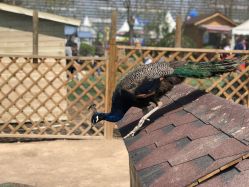 -萌宠亲子动物乐园(槐房万达店)