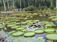 -中国科学院西双版纳热带植物园