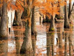 -白鹭湾湿地公园