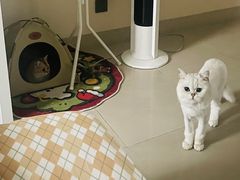 -瑞派康怡24h宠物医院·犬猫医疗中心·微创绝育(瑞景分院)
