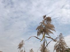 -同里国家湿地公园