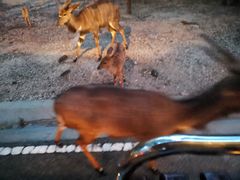 -清迈夜间动物园