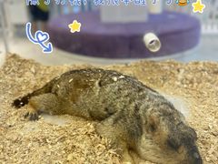 -怪兽屋·羊驼·猫咖·狗咖(俊华广场店)