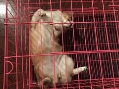 -佳雯宠物医院(金华南路分院)