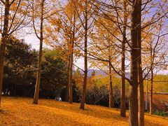 -北坞公园