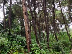 -铁山坪森林公园