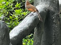 -梧桐山风景名胜区