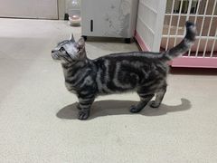 -藏猫猫咖啡主题馆(中央大道店)