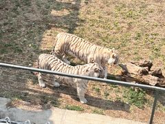 -石家庄市植物园