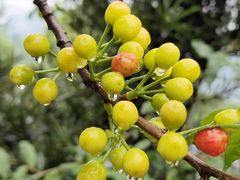 -樱桃山旅游景区