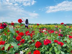 -廊坊文化艺术中心