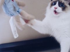-喵zoo家庭繁育猫舍(尖东智能花园店)