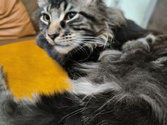 -李小姐の猫咖啡馆(五角场店)