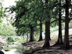 -白水寺森林公园