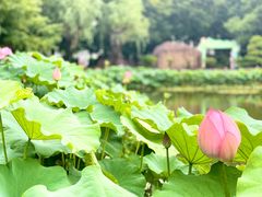 -陈家山荷花公园