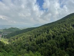 景点-铁山坪森林公园
