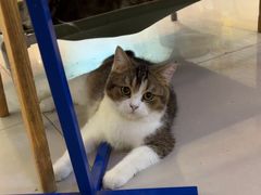 -平行世界·猫咖(首经贸店)